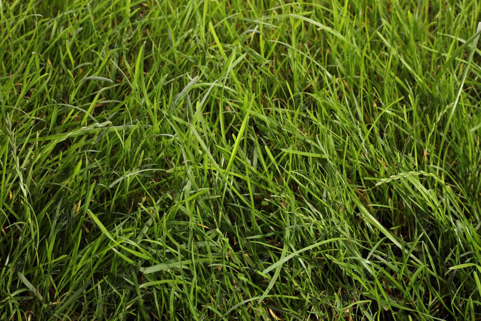 Photo of Beautiful lush green grass as background, closeup