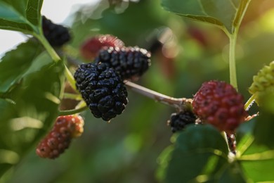 Photo of Tree branch with mulberries in sunlight, closeup
