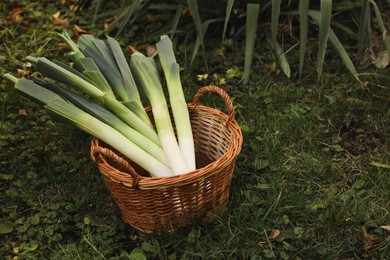 Fresh raw leeks in wicker basket on green grass outdoors