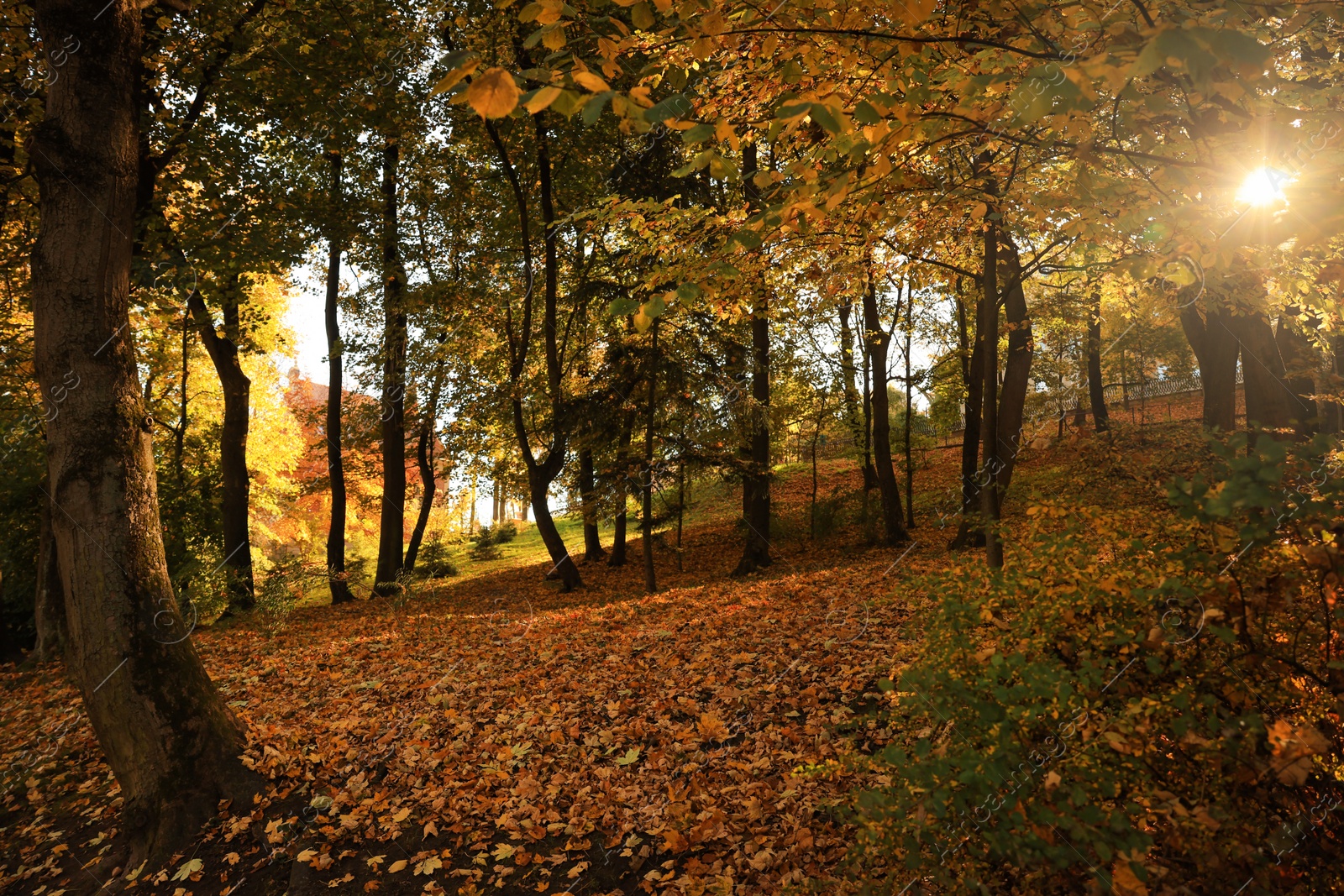 Photo of Beautiful yellowed trees and fallen leaves in park on sunny day