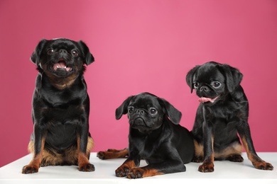 Photo of Adorable black Petit Brabancon dogs on white table against pink background