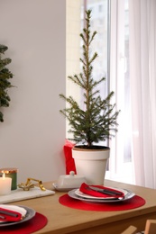 Photo of Small potted fir tree in dining room. Interior design