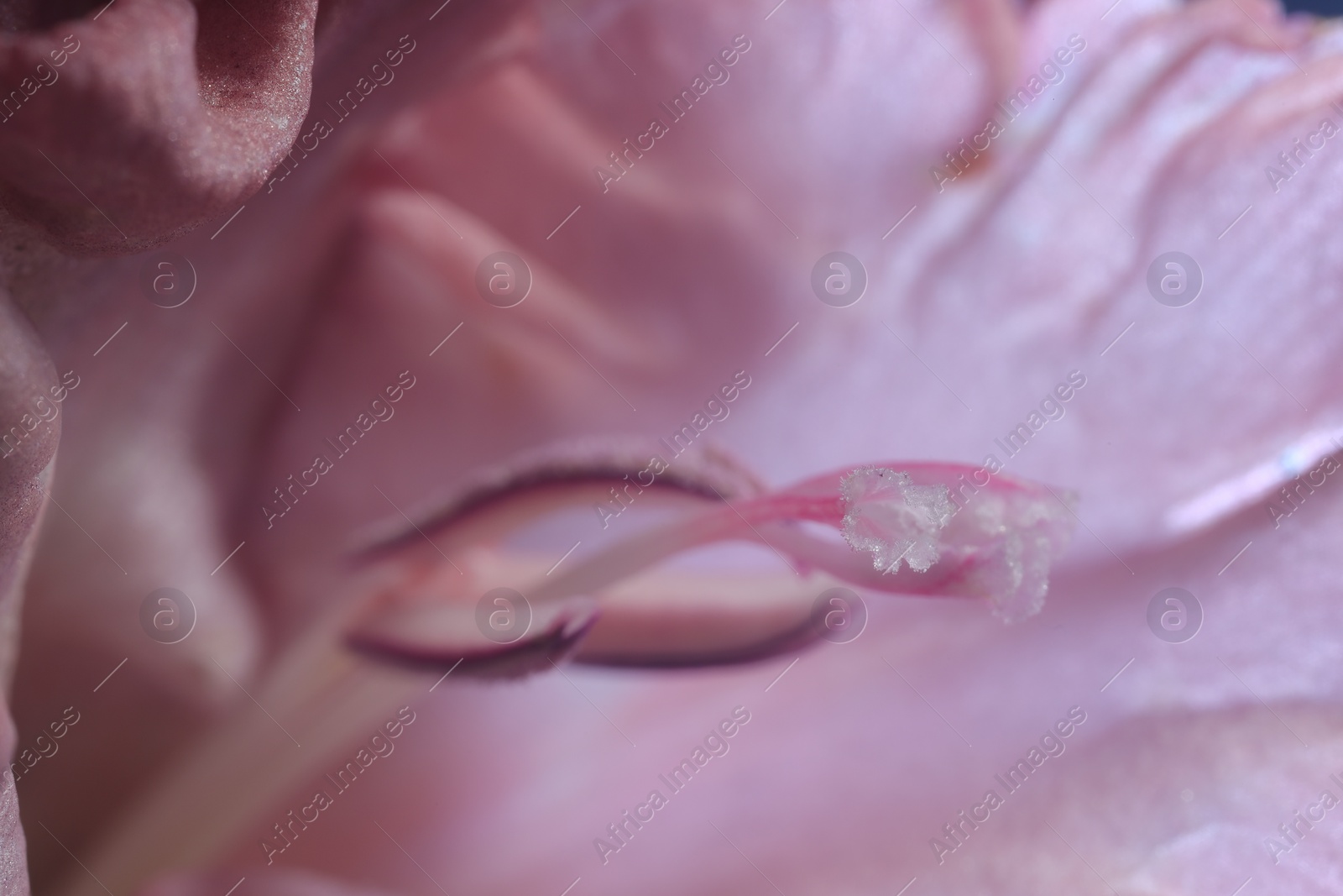 Photo of Beautiful pink Gladiolus flower as background, macro view