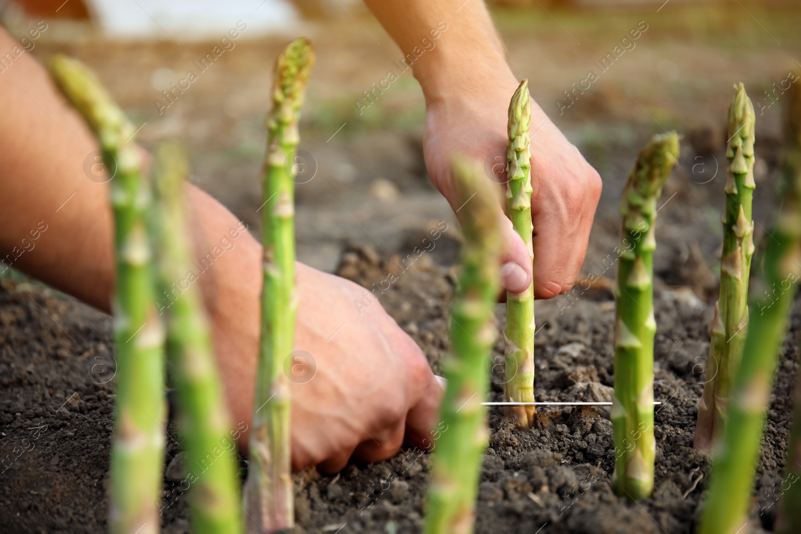 Photo of Man picking fresh asparagus in field, closeup