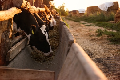 Photo of Pretty cows eating hay on farm. Animal husbandry