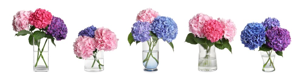 Collage with beautiful hydrangea flowers in glass vases on white background. Banner design