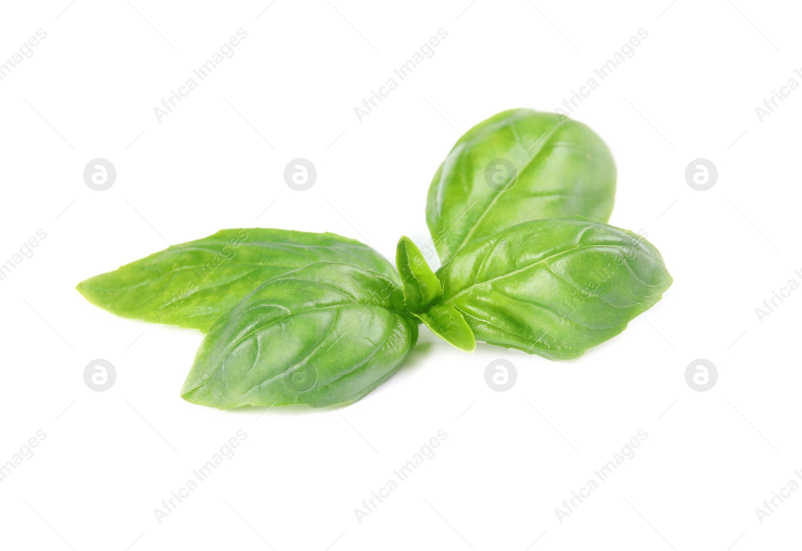 Photo of Fresh green basil leaves on white background