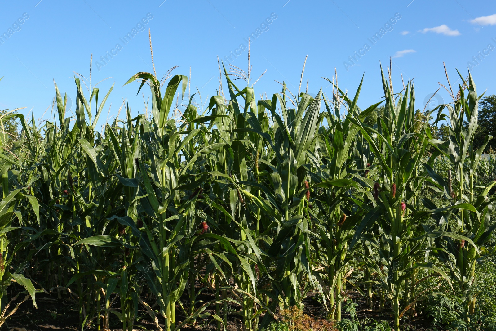 Photo of Beautiful view of corn growing in field