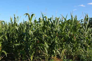 Beautiful view of corn growing in field