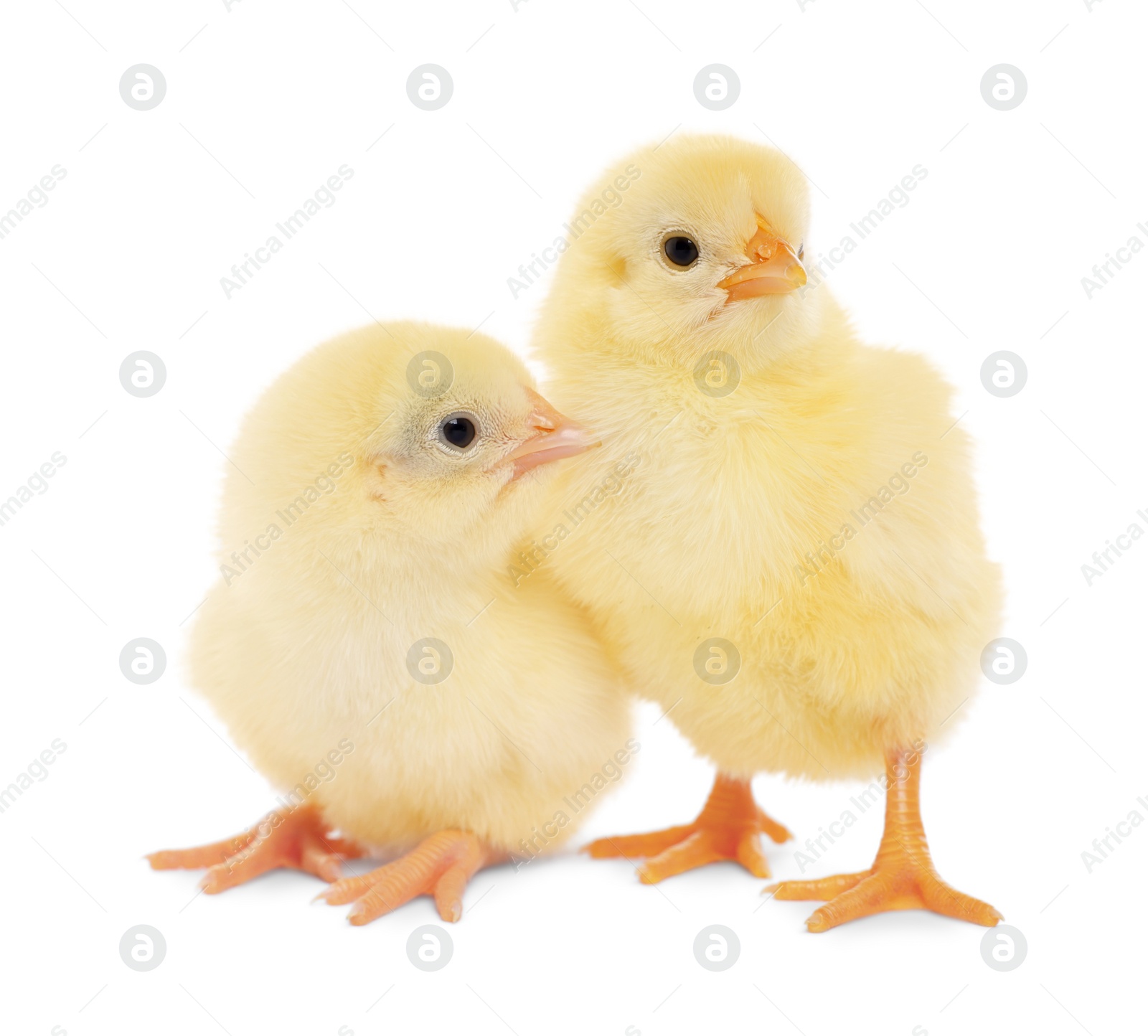 Photo of Two cute fluffy baby chickens on white background