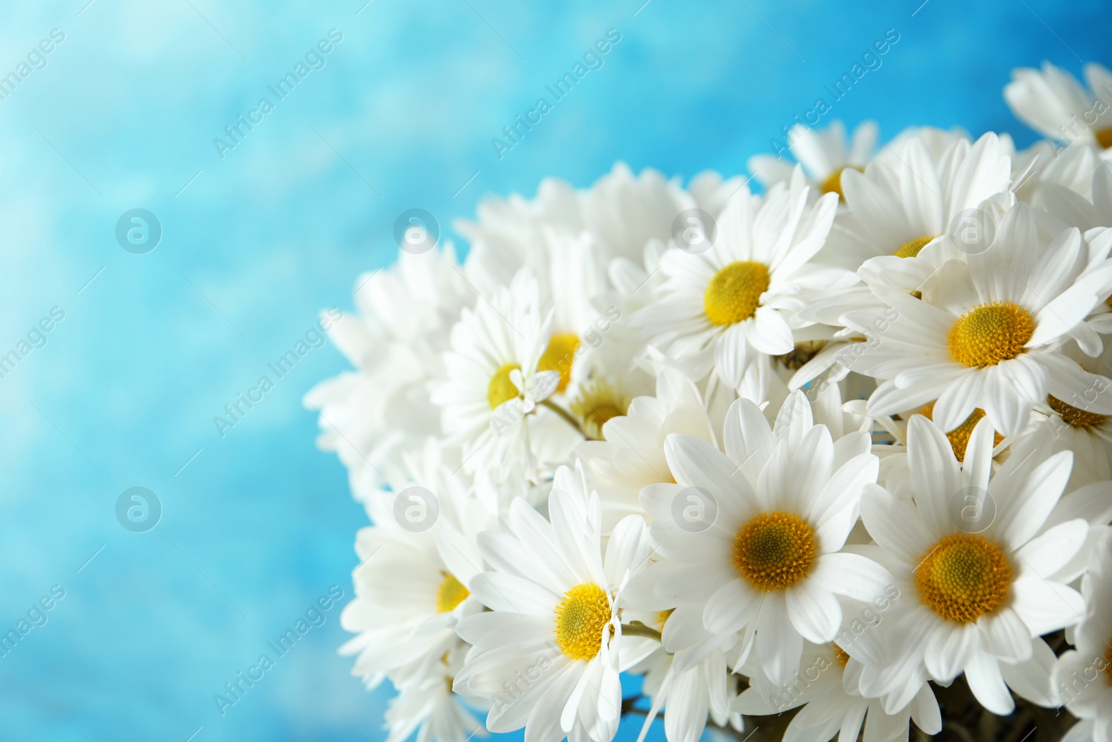 Photo of Beautiful chamomile flowers on color background, closeup. Space for text