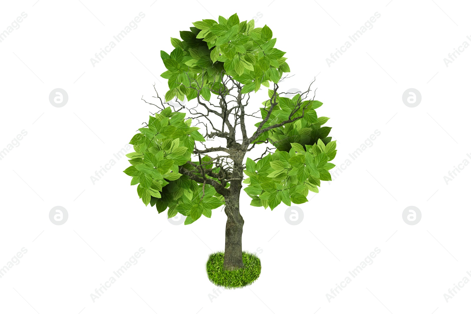 Image of Tree with green leaves in shape of recycling symbol on white background