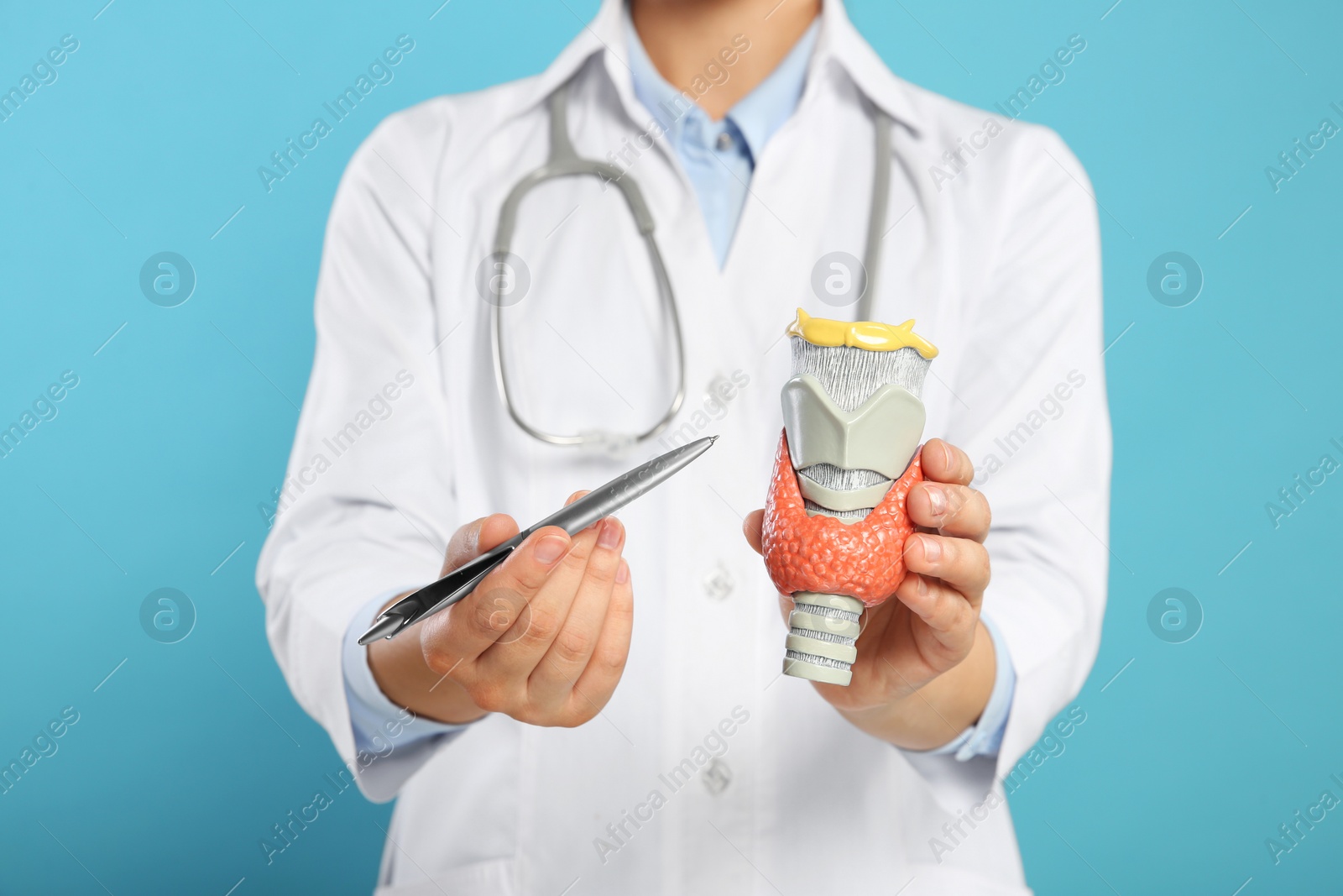 Photo of Endocrinologist showing thyroid gland model on light blue background, closeup