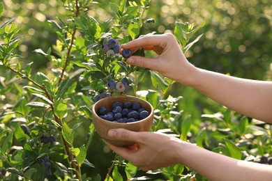 Photo of Woman with bowl picking up wild blueberries outdoors, closeup. Seasonal berries