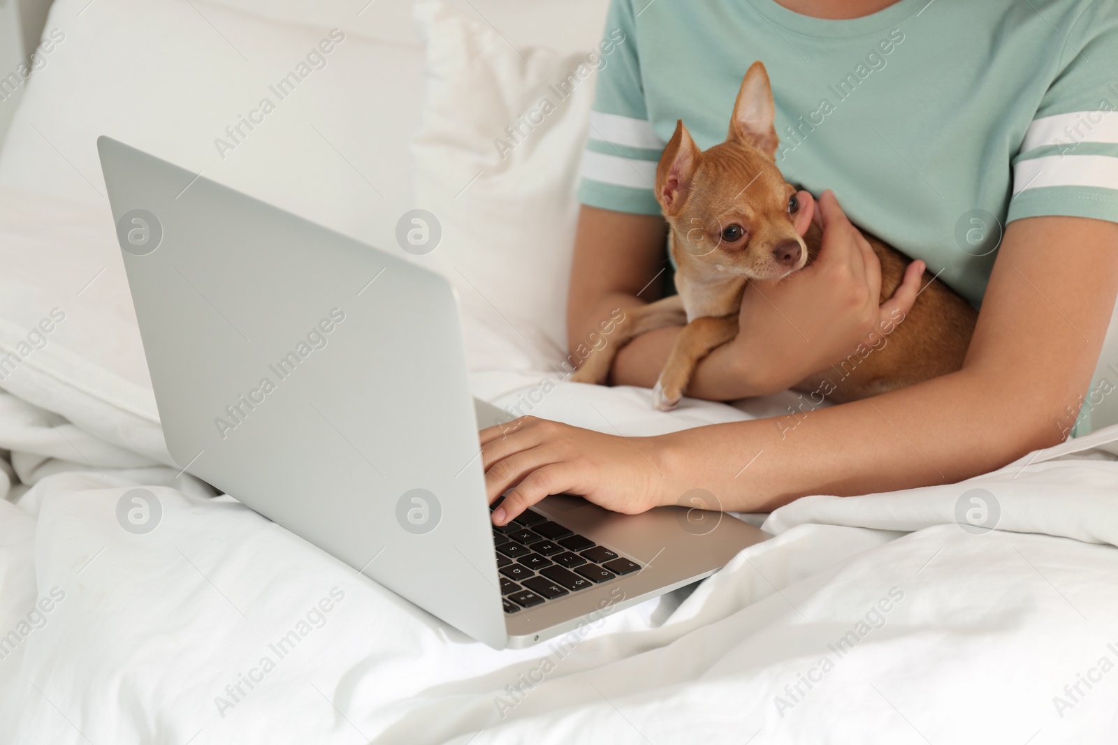 Photo of Young woman with chihuahua and laptop in bed closeup. Home office concept