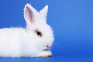 Fluffy white rabbit on blue background, space for text. Cute pet