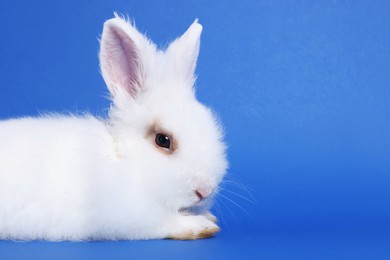 Photo of Fluffy white rabbit on blue background, space for text. Cute pet