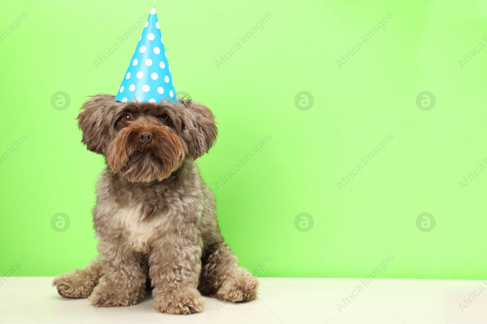 Photo of Cute Maltipoo dog wearing party hat on white table against green background, space for text. Lovely pet