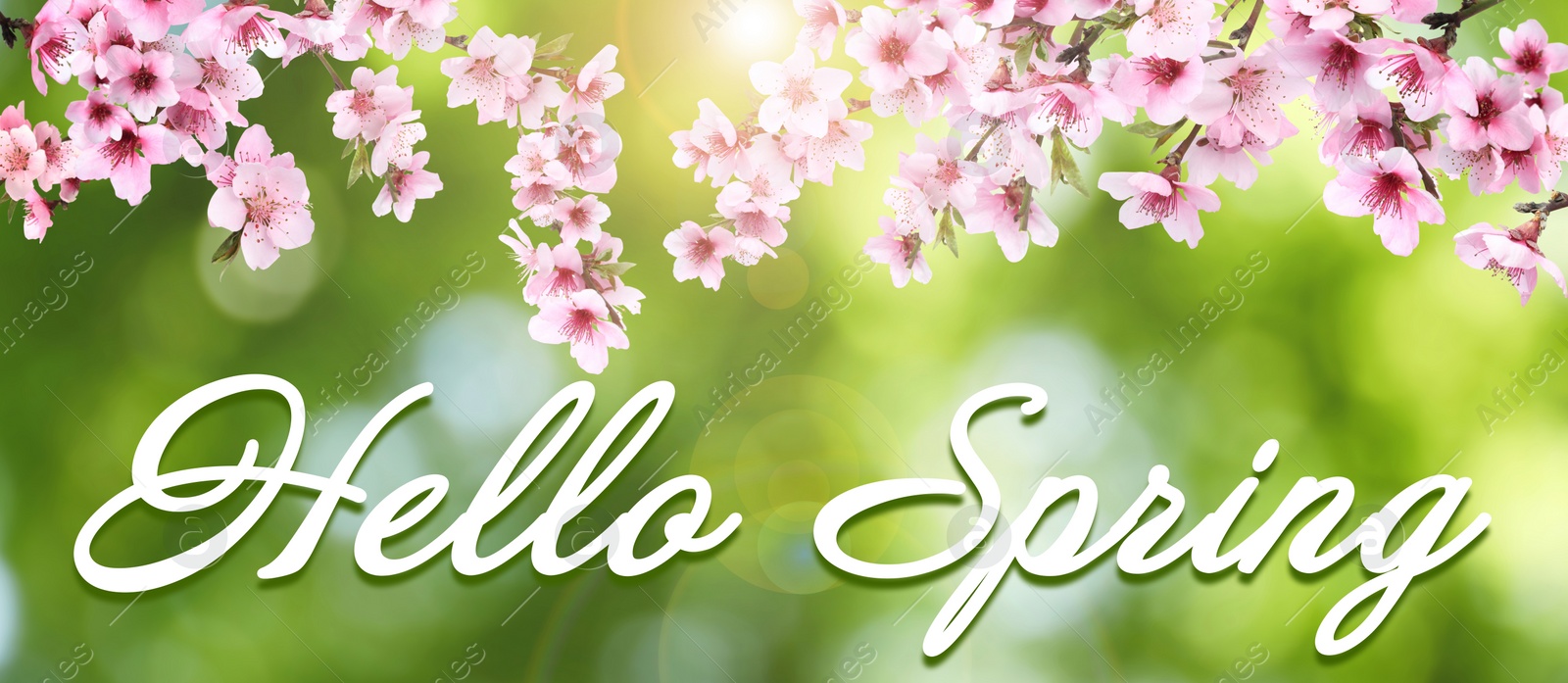 Image of Hello Spring. Tree branches with beautiful flowers outdoors, banner design