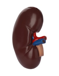 Photo of Educational plastic kidney model on white background