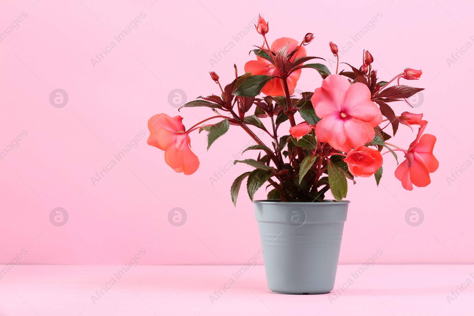 Photo of Impatiens in flower pot on pink background. Space for text