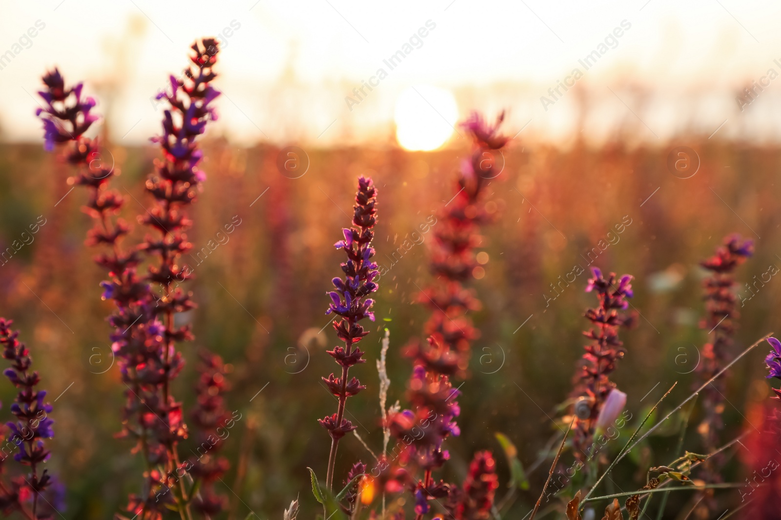 Photo of Beautiful wild flowers in field at sunrise, closeup. Early morning landscape