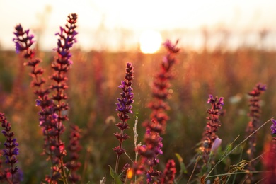 Beautiful wild flowers in field at sunrise, closeup. Early morning landscape