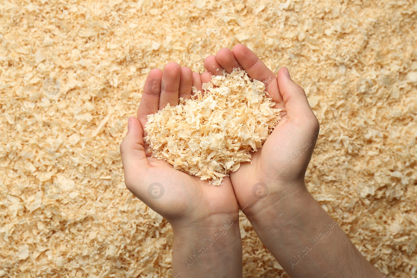 Photo of Woman holding dry natural sawdust, top view