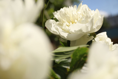 Photo of Closeup view of blooming white peony bush outdoors