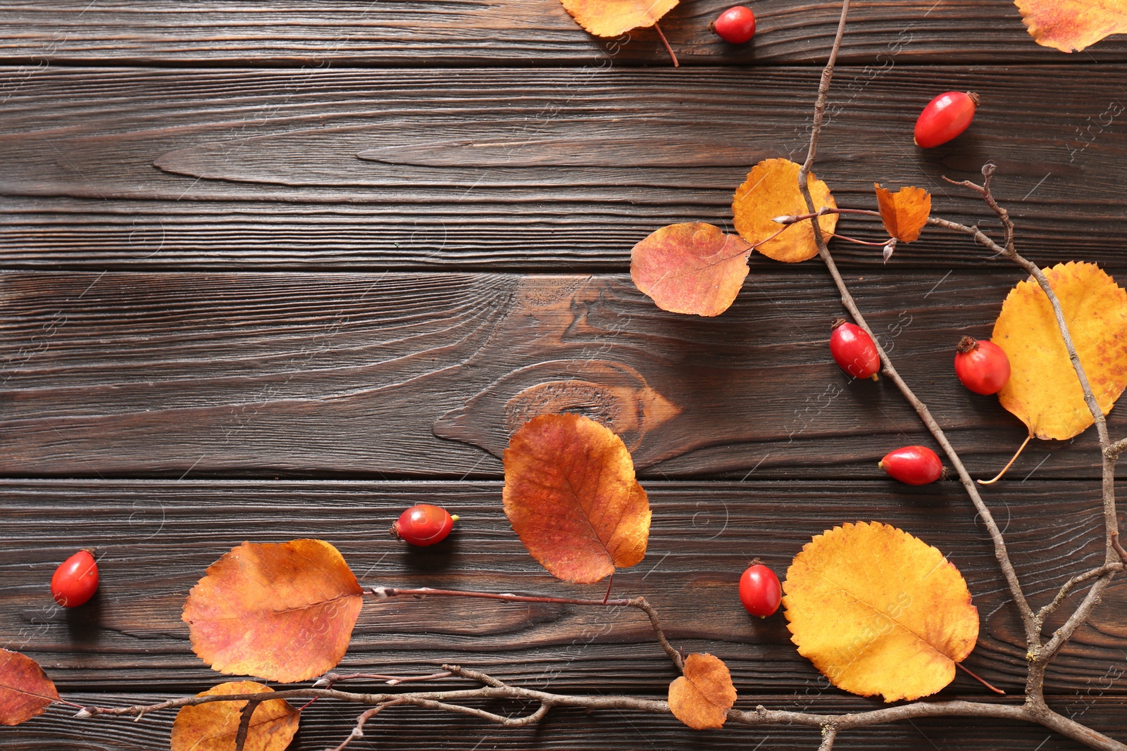 Photo of Tree branch with yellowed leaves and rosehip berries on wooden table, flat lay. Space for text