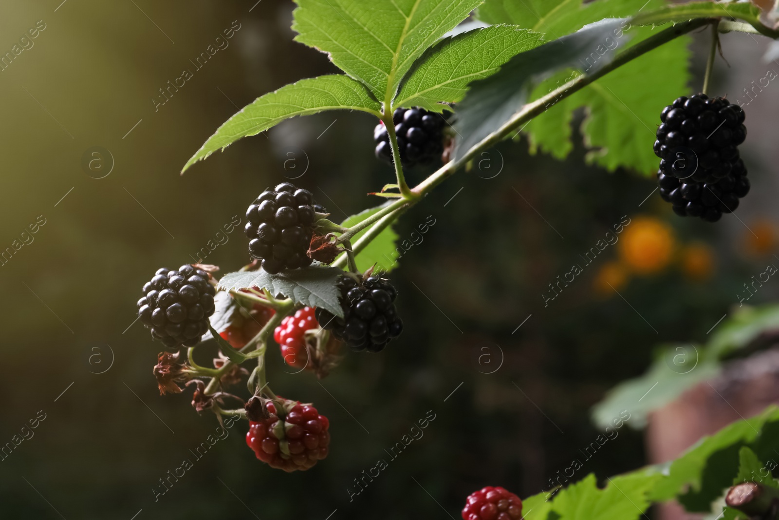 Photo of Branch with blackberries on bush in garden, closeup