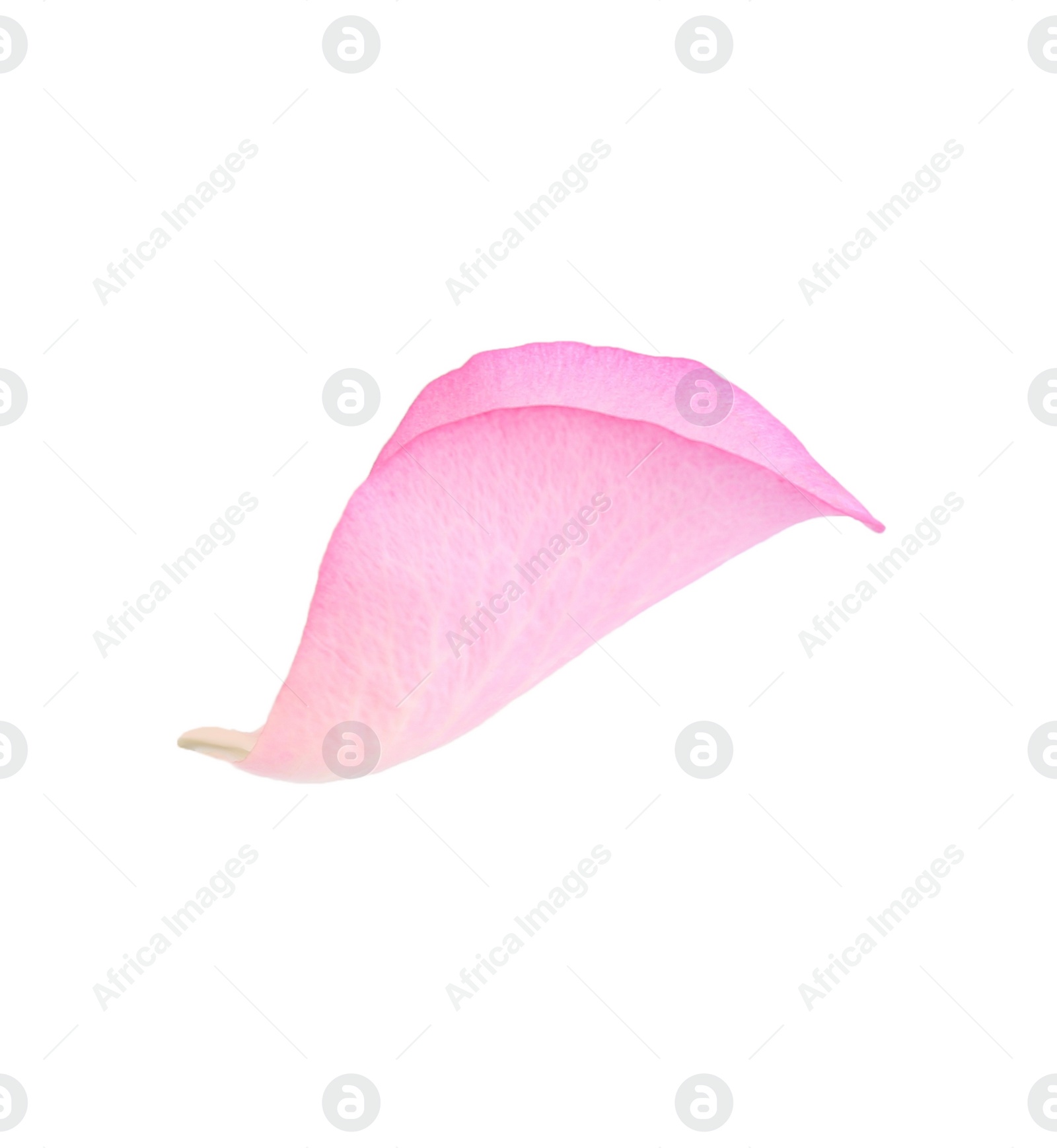 Photo of Tender pink rose petal isolated on white