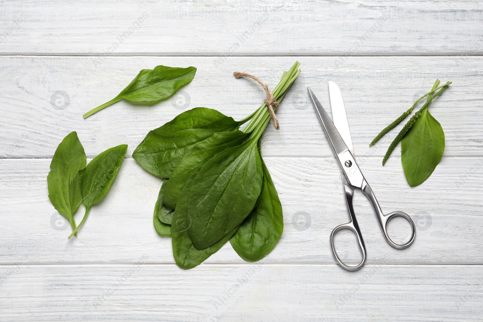 Photo of Broadleaf plantain leaves and scissors on white wooden table, flat lay