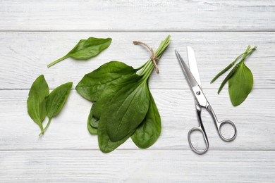 Broadleaf plantain leaves and scissors on white wooden table, flat lay