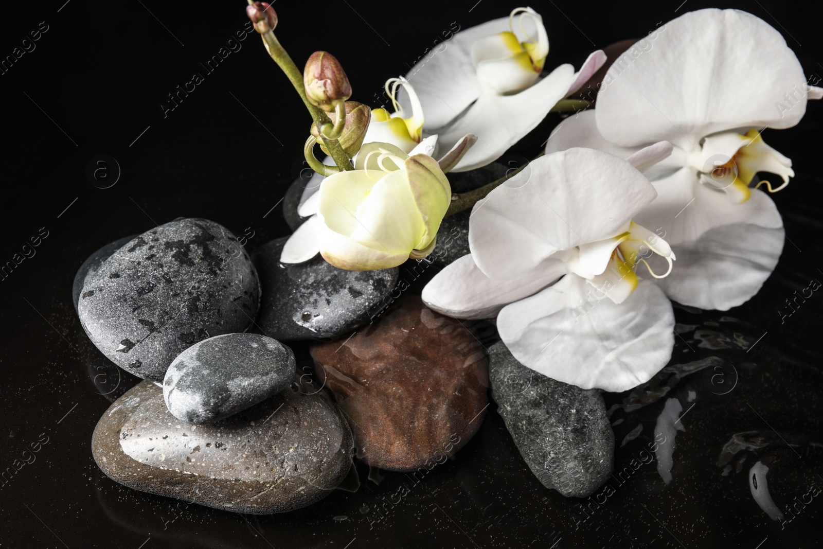 Photo of Stones and orchid flowers in water on black background. Zen lifestyle