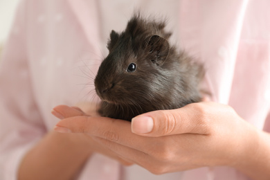 Woman holding cute small guinea pig, closeup