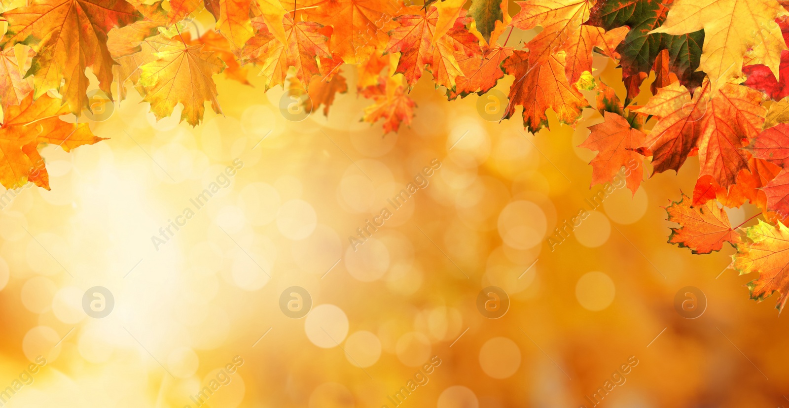 Image of Beautiful colorful autumn leaves on blurred background. Banner design 