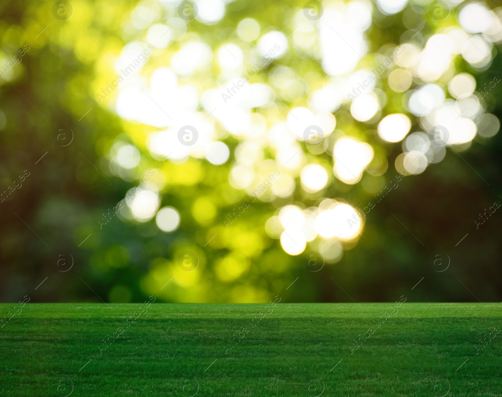 Image of Beautiful lawn with green grass on sunny day. Bokeh effect