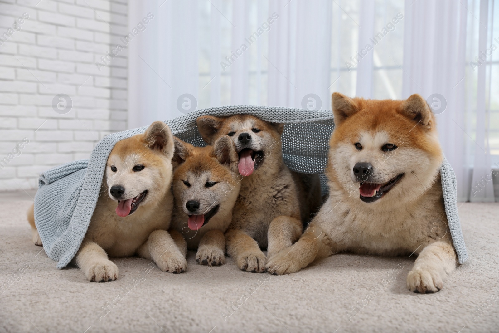 Photo of Cute Akita Inu dog and puppies covered with blanket on floor in room