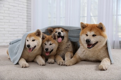 Cute Akita Inu dog and puppies covered with blanket on floor in room