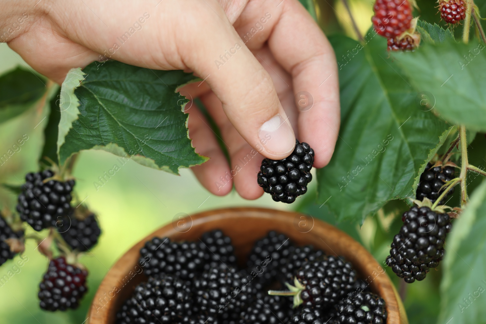 Photo of Woman with wooden bowl picking ripe blackberries from bush outdoors, closeup