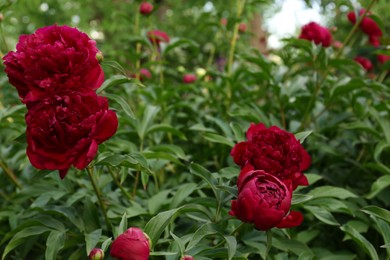 Photo of Beautiful peony plants with burgundy flowers and buds outdoors