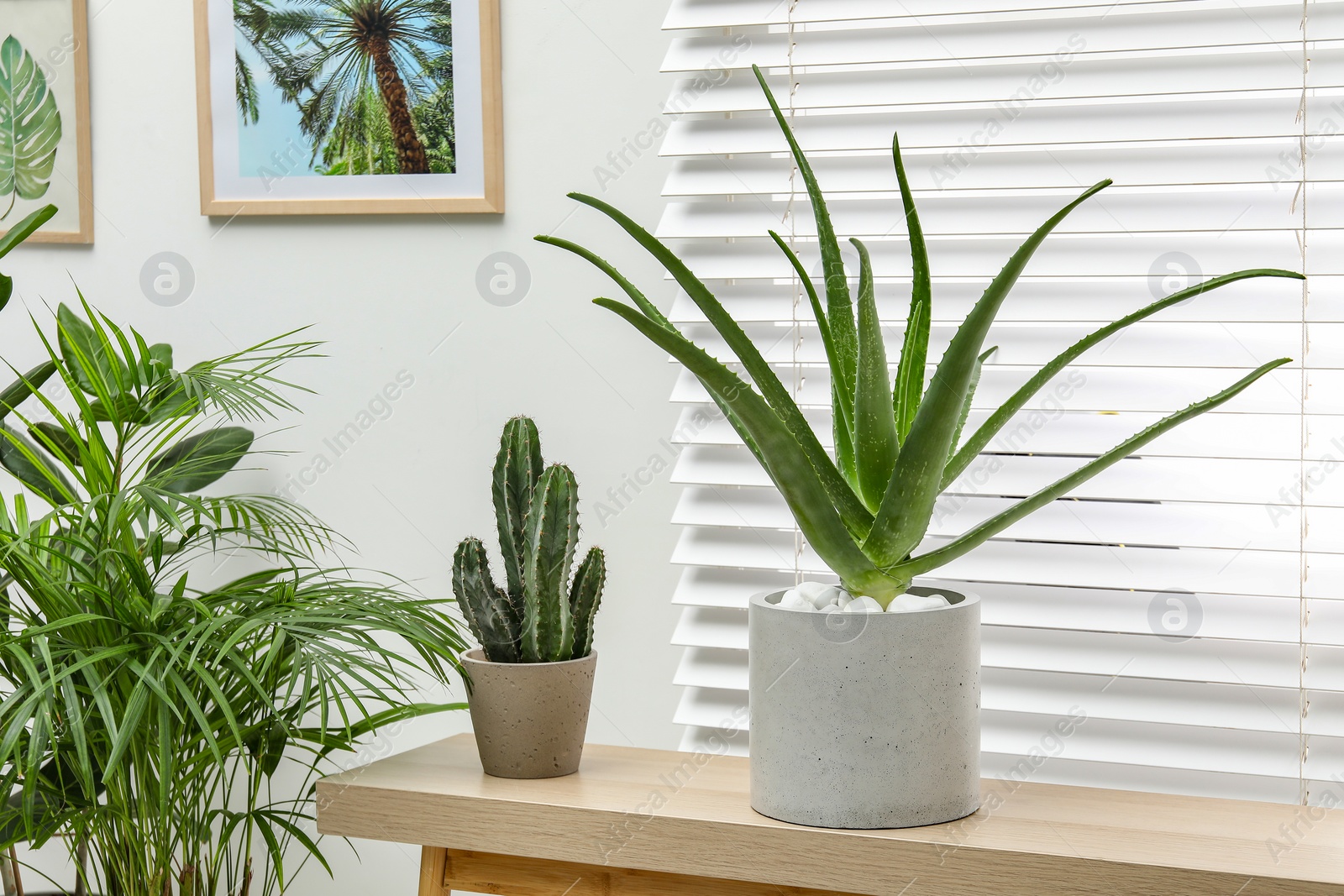 Photo of Beautiful potted aloe vera plant on table indoors