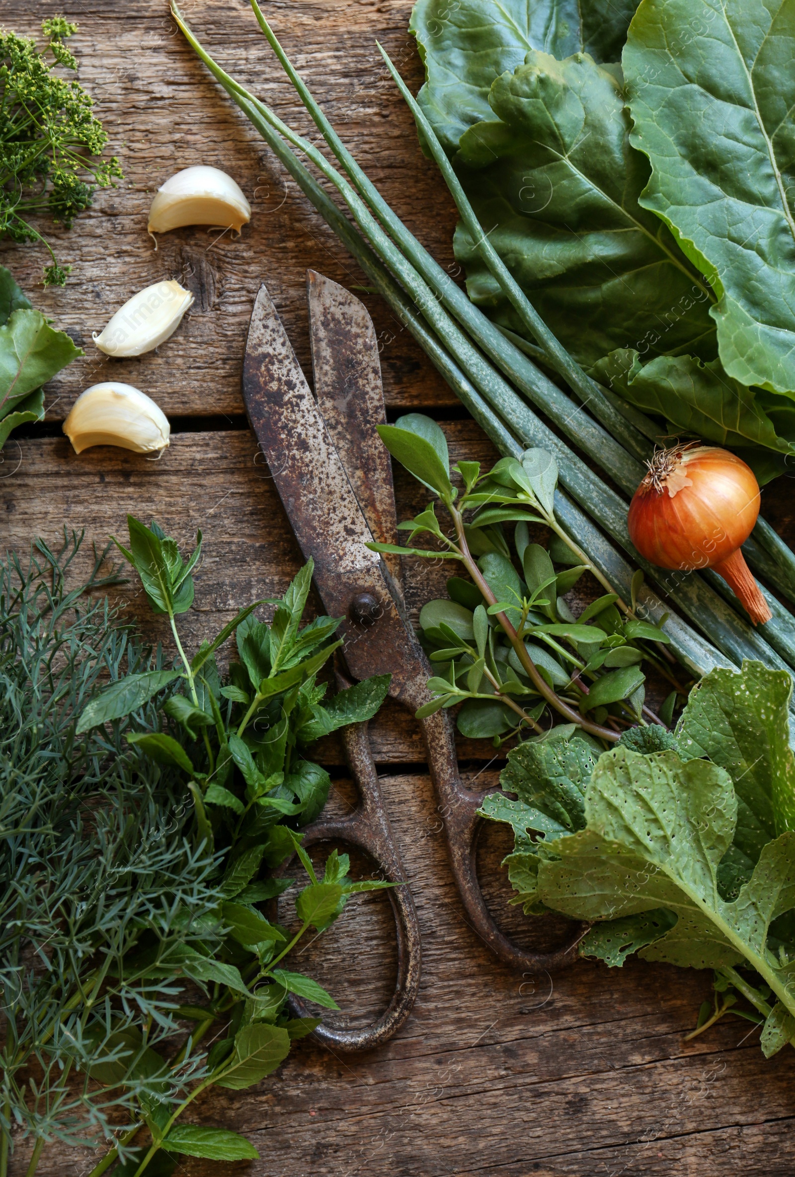 Photo of Flat lay composition with different herbs and rusty scissors on wooden table