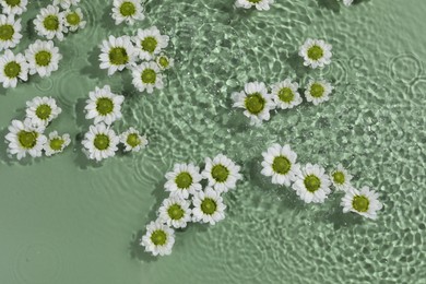 Photo of Beautiful chrysanthemum flowers in water on green background, top view