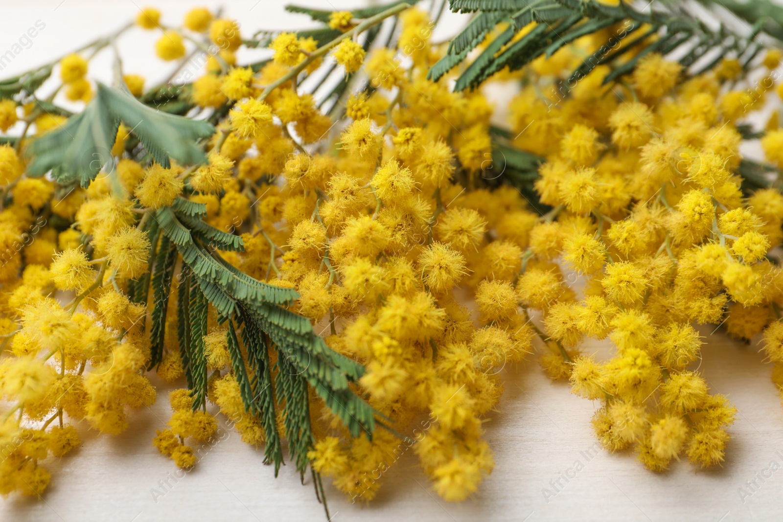 Photo of Beautiful mimosa flowers on white wooden table, closeup