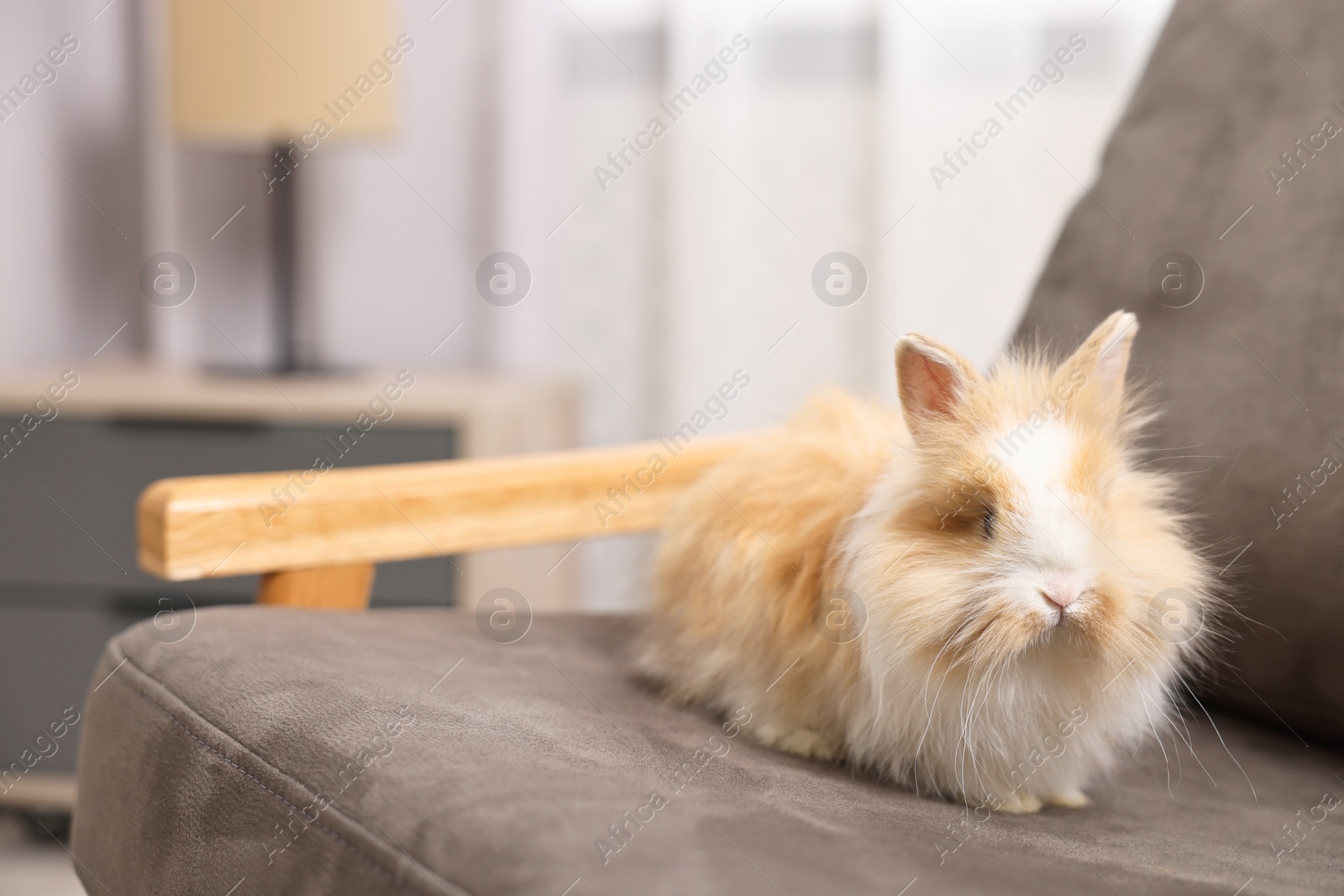 Photo of Cute fluffy pet rabbit on armchair indoors. Space for text