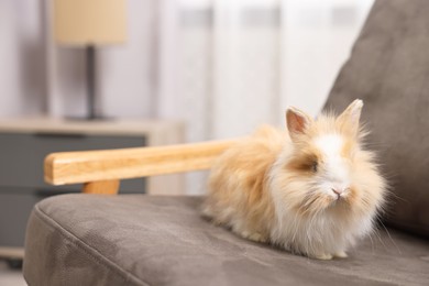 Photo of Cute fluffy pet rabbit on armchair indoors. Space for text