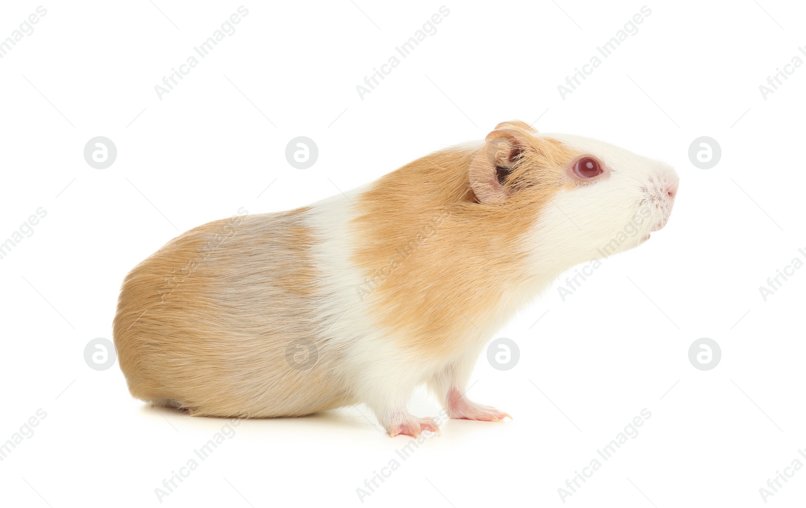 Photo of Cute funny guinea pig on white background