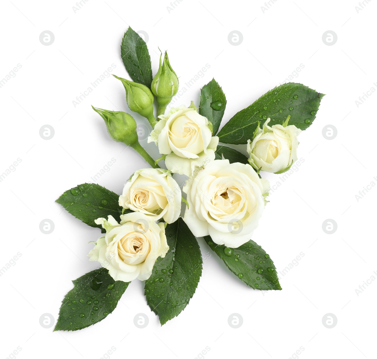 Photo of Beautiful blooming rose flowers on white background, top view